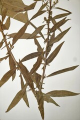 Solidago speciosa rigidiuscula