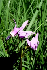 Primula jeffreyi