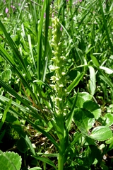Platanthera hyperborea