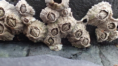 Pyrenocollema halodytes