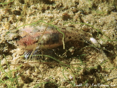 Pomatoschistus marmoratus