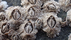 Pyrenocollema halodytes