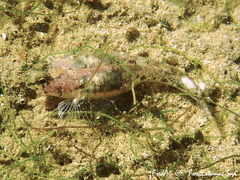 Pomatoschistus marmoratus