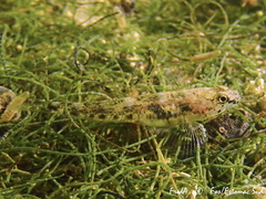 Pomatoschistus marmoratus
