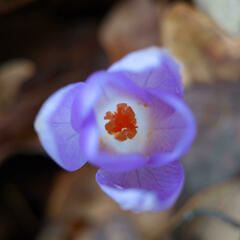 Crocus tommasinianus