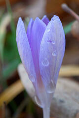 Crocus tommasinianus