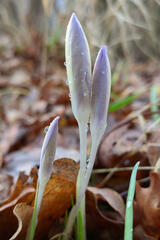 Crocus tommasinianus