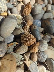 Morchella rufobrunnea