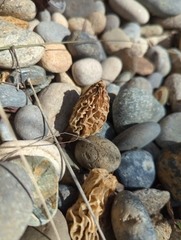 Morchella rufobrunnea