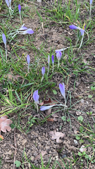 Crocus tommasinianus
