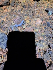 Phyllodactylus baurii