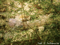 Pomatoschistus marmoratus