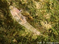 Pomatoschistus marmoratus
