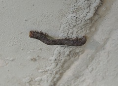 Ectropis crepuscularia