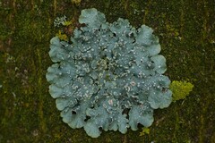 Punctelia subrudecta