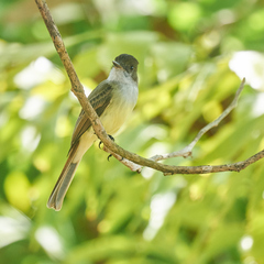 Myiarchus yucatanensis