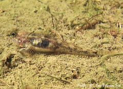 Pomatoschistus marmoratus