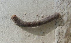 Ectropis crepuscularia