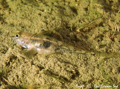 Pomatoschistus marmoratus