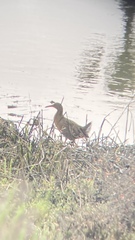 Rallus obsoletus levipes