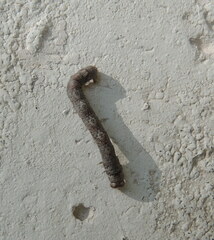 Ectropis crepuscularia