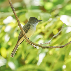 Myiarchus yucatanensis