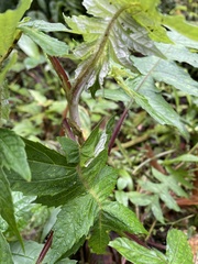 Munnozia