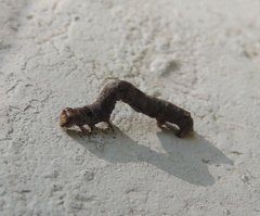 Ectropis crepuscularia