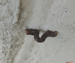 Ectropis crepuscularia