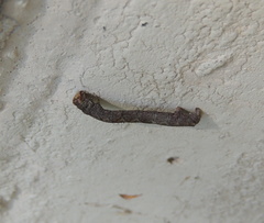 Ectropis crepuscularia