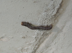 Ectropis crepuscularia