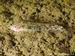 Pomatoschistus marmoratus