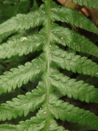 Image of Phegopteris decursive by (c) chiuluan, some rights reserved (CC BY)