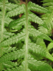 Phegopteris decursive-pinnata