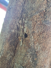 Brachygastra lecheguana