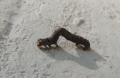 Ectropis crepuscularia