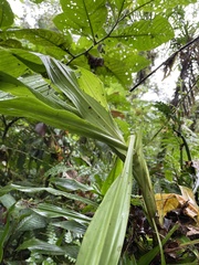 Cyclanthus bipartitus