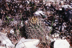 Ancistrocactus scheeri