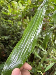 Cyclanthus bipartitus
