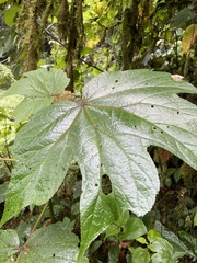 Begonia parviflora