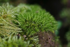 Dicranella heteromalla