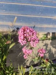 Centranthus