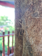 Brachygastra lecheguana