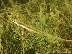Syngnathus abaster