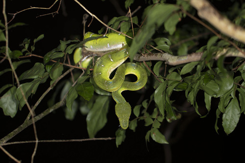 Emerald Tree Boa
