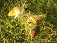 Tritia corniculum