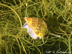 Tritia corniculum