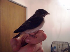 Petrochelidon pyrrhonota