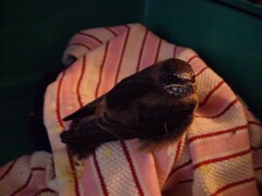 Petrochelidon pyrrhonota