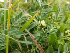 Astragalus hamosus